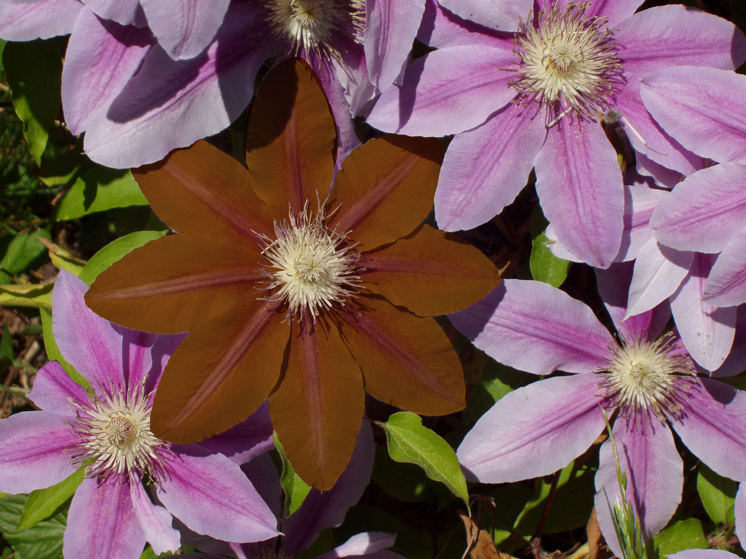 chocolate flower